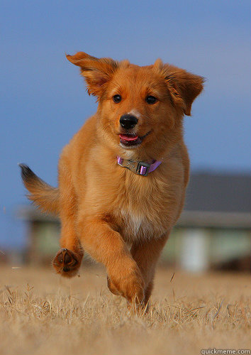    Ridiculously Photogenic Puppy