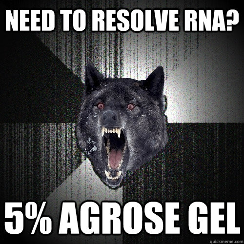 Need to resolve RNA? 5% Agrose Gel  Insanity Wolf