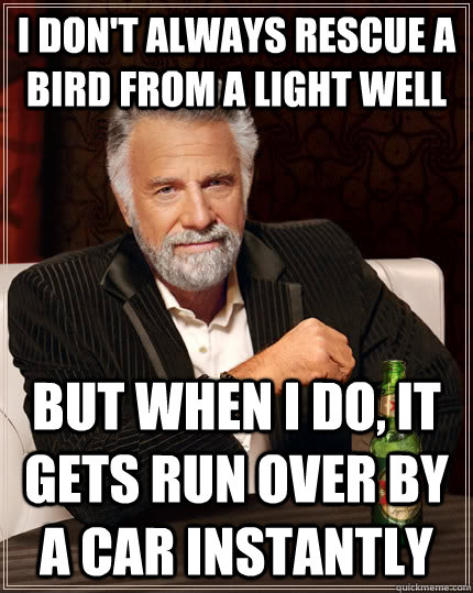 I don't always rescue a bird from a light well but when I do, it gets run over by a car instantly  The Most Interesting Man In The World