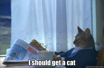  I should get a cat  I should buy a bike