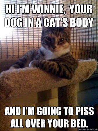 hI I'M WINNIE,  YOUR DOG IN A CAT'S BODY AND I'M GOING TO PISS ALL OVER YOUR BED.  The Most Interesting Cat in the World