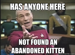 has anyone here not found an abandoned kitten  Annoyed Picard