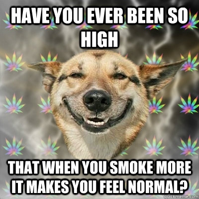 Have you ever been so high that when you smoke more it makes you feel normal? - Have you ever been so high that when you smoke more it makes you feel normal?  Stoner Dog