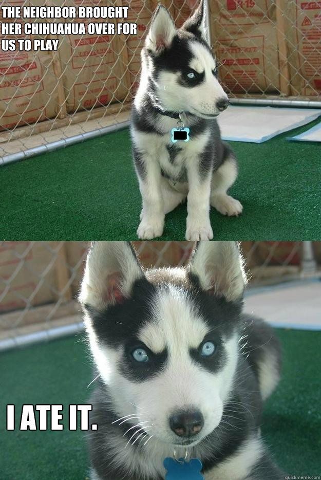 The neighbor brought her chihuahua over for us to play I ate it.  Insanity puppy