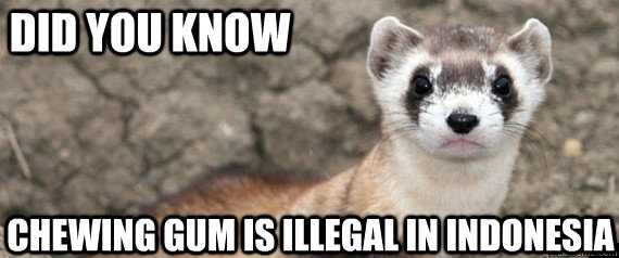 Did you know Chewing gum is illegal in Indonesia - Did you know Chewing gum is illegal in Indonesia  Fun-Fact-Ferret