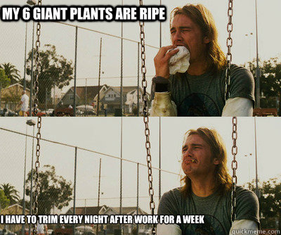 My 6 giant plants are ripe I have to trim every night after work for a week  First World Stoner Problems