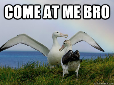 come at me bro   Jersey Shore Albatross