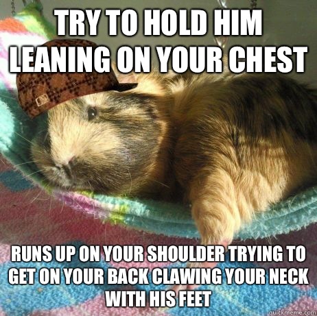 try to hold him leaning on your chest runs up on your shoulder trying to get on your back clawing your neck with his feet - try to hold him leaning on your chest runs up on your shoulder trying to get on your back clawing your neck with his feet  Scumbag Guinea Pig