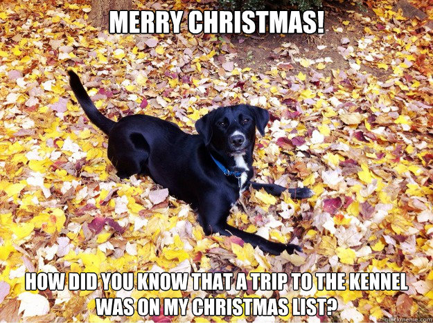 Merry Christmas! How did you know that a trip to the kennel was on my christmas list?  Guilt Giving Good Dog
