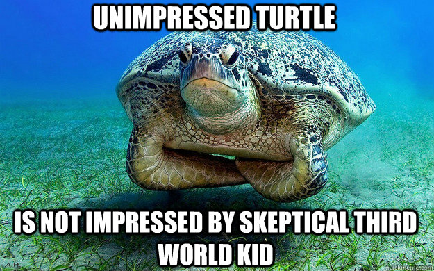 Unimpressed Turtle  Is not impressed by skeptical third world kid   Unimpressed Turtle