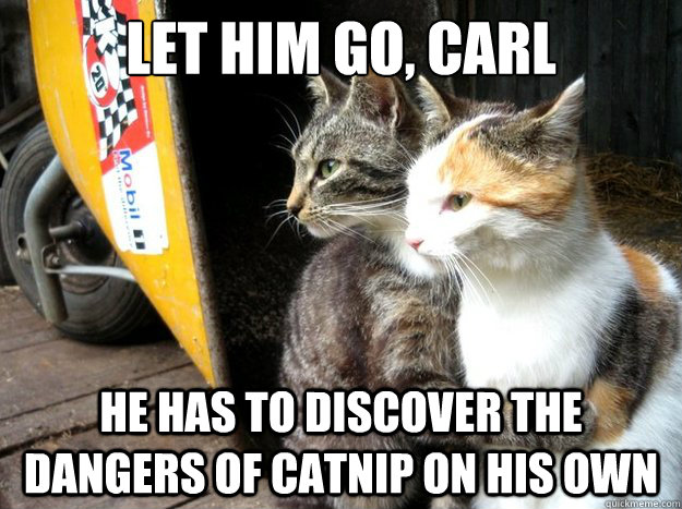 Let him go, Carl He has to discover the dangers of catnip on his own - Let him go, Carl He has to discover the dangers of catnip on his own  Restraining Cat