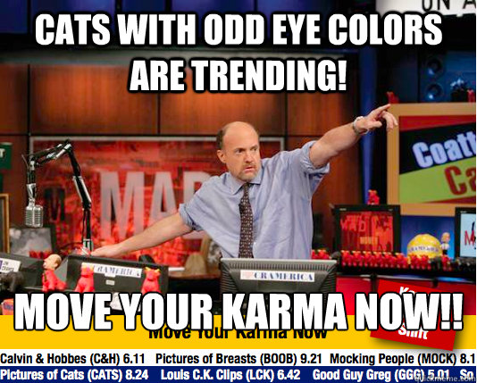Cats with odd eye colors are trending! MOVE YOUR KARMA NOW!!
  move your karma now