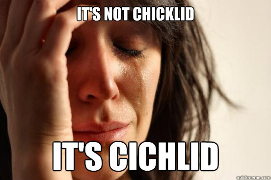 It's not chicklid  It's cichlid  - It's not chicklid  It's cichlid   First World Problems