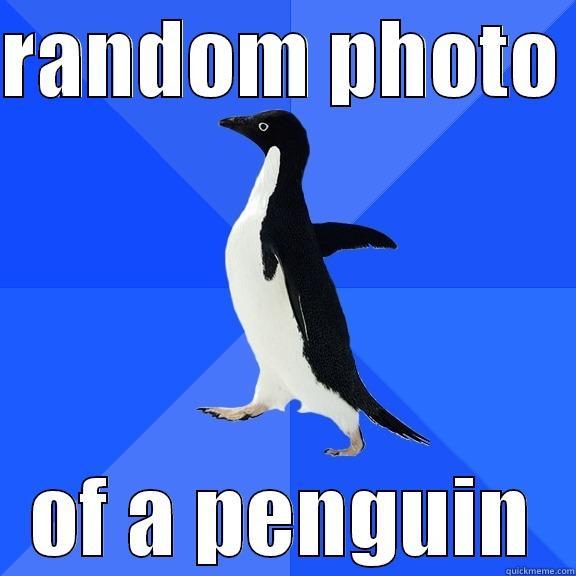 RANDOM PHOTO  OF A PENGUIN Socially Awkward Penguin