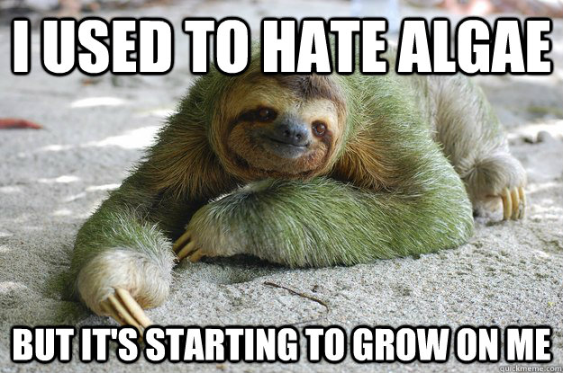 I used to hate algae but it's starting to grow on me  Sloth Pun Sloth