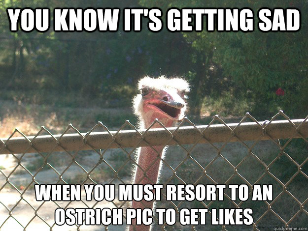 You Know it's getting sad When you must resort to an ostrich pic to get likes  Sad Ostrich