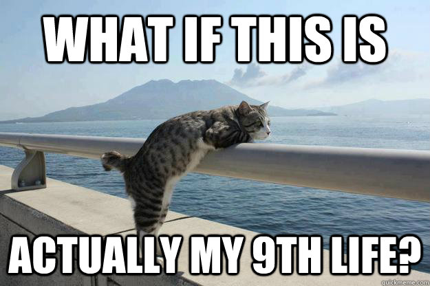 What if this is actually my 9th life? - What if this is actually my 9th life?  Existential Crisis Cat