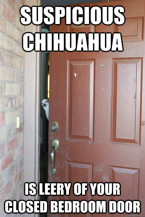 Suspicious Chihuahua is leery of your closed bedroom door  