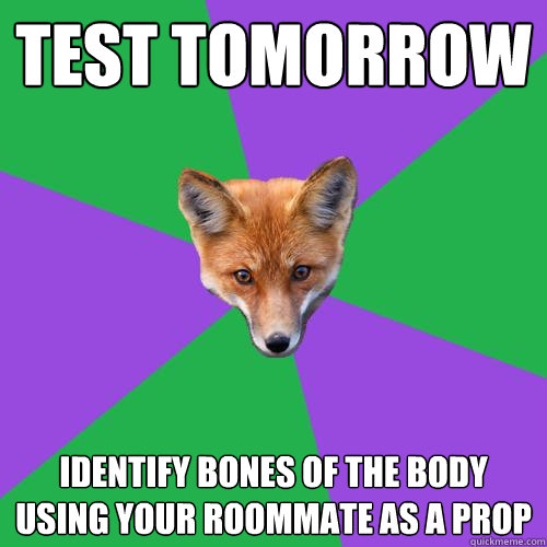 test tomorrow identify bones of the body using your roommate as a prop  Anthropology Major Fox