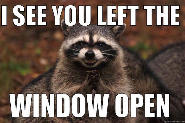 I SEE YOU LEFT THE  WINDOW OPEN Evil Plotting Raccoon