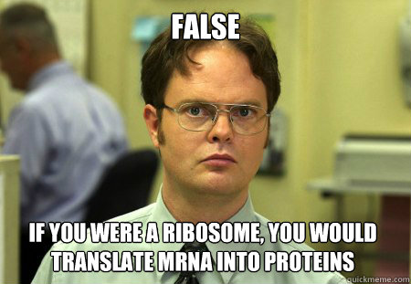 False if you were a ribosome, you would translate mrna into proteins  Dwight