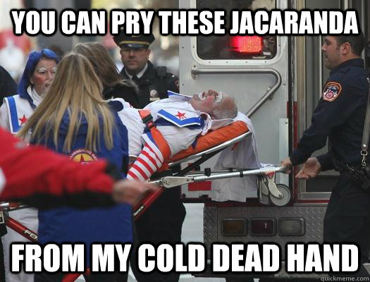 You can pry these jacaranda from my cold dead hand - You can pry these jacaranda from my cold dead hand  Im Dyin Out Here