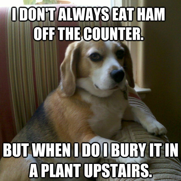 I don't always eat ham off the counter. But when I do I bury it in a plant upstairs.  judgmental dog