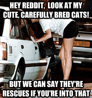 Hey reddit,  look at my cute, carefully bred cats! But we can say they're rescues if you're into that  Karma Whore
