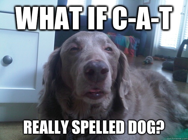 What if c-a-t Really spelled dog?  10 Dog