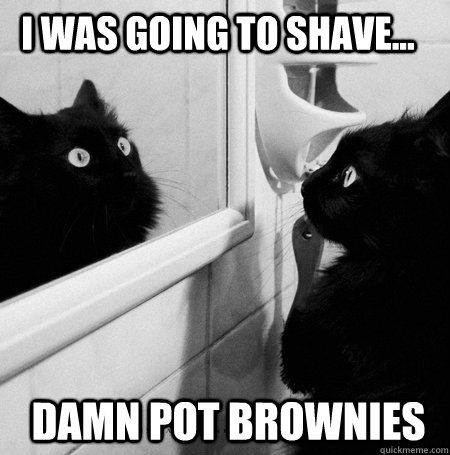 I was going to shave... Damn pot brownies  Stoned Mirror Cat