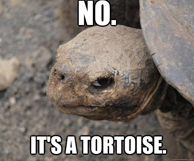 No.  It's a tortoise. - No.  It's a tortoise.  Murder Turtle
