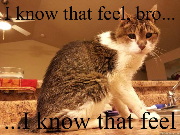 I know that feel, bro... ...I know that feel - I know that feel, bro... ...I know that feel  Troubles the Cat
