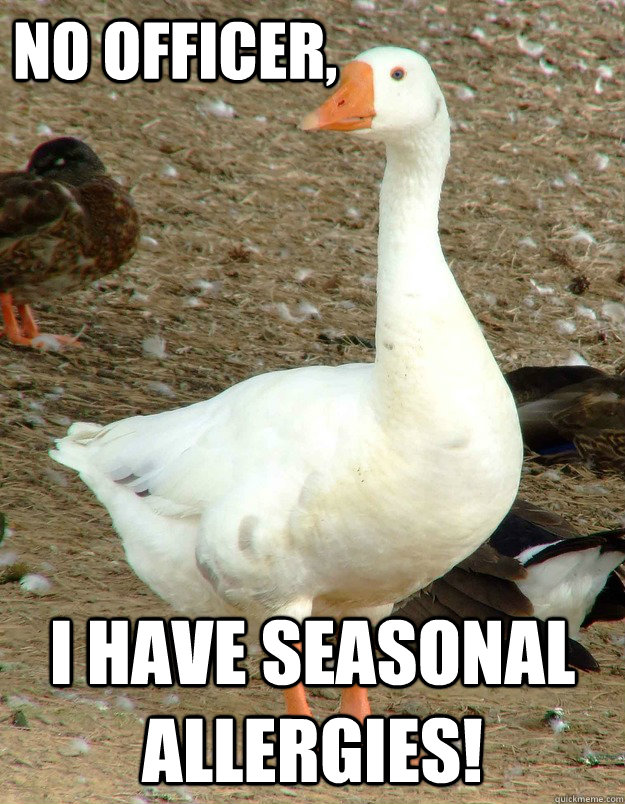 No officer, i have seasonal allergies! Excuse Goose quickmeme