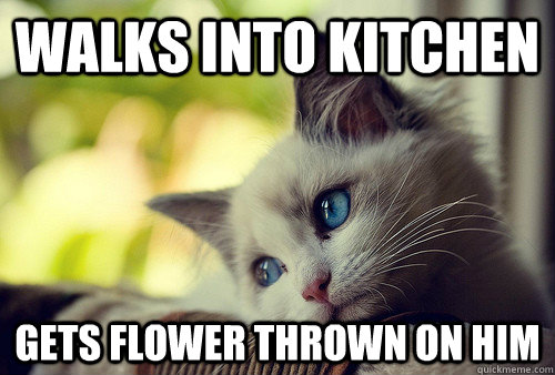 walks into kitchen gets flower thrown on him  First World Problems Cat