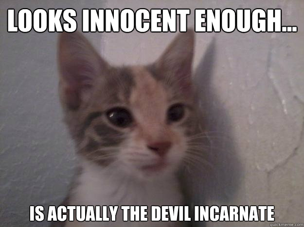 Looks innocent enough... Is actually the devil incarnate  - Looks innocent enough... Is actually the devil incarnate   Kitteh