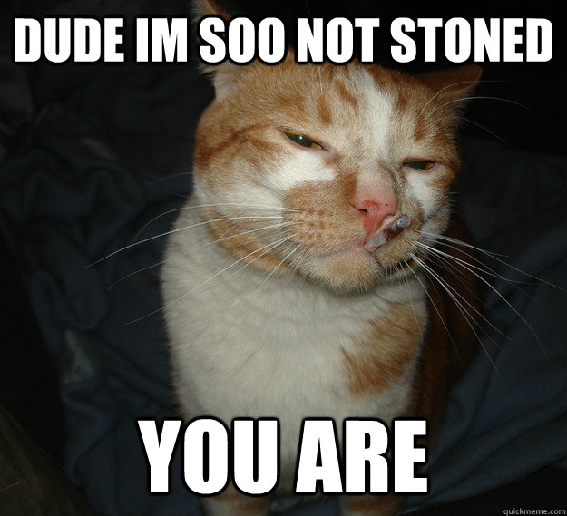 Dude im soo not stoned you are
  Cool Cat Craig