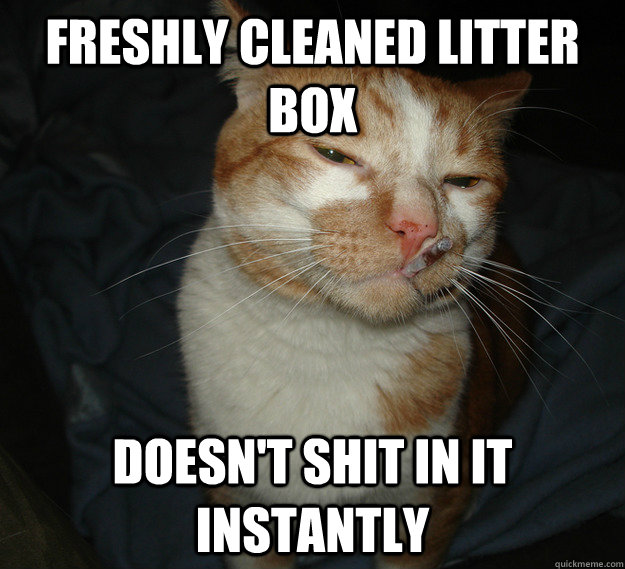Freshly cleaned litter box doesn't shit in it instantly  Cool Cat Craig