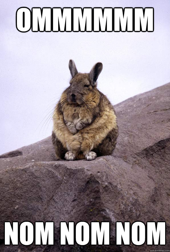 Ommmmmm nom nom nom - Ommmmmm nom nom nom  Wise Wondering Viscacha