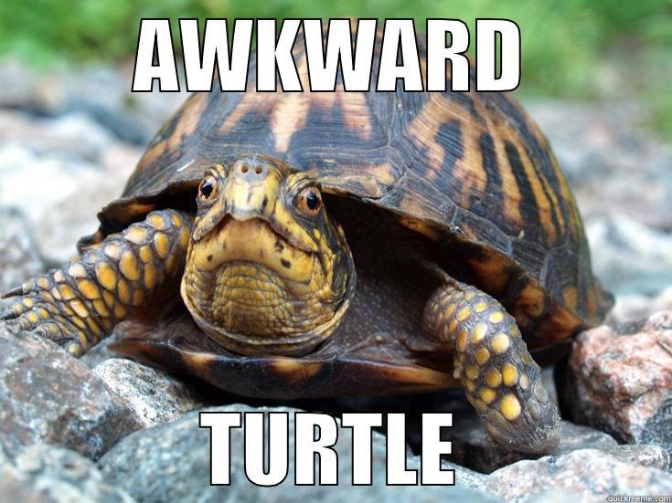 Awkward turtle - AWKWARD TURTLE Misc
