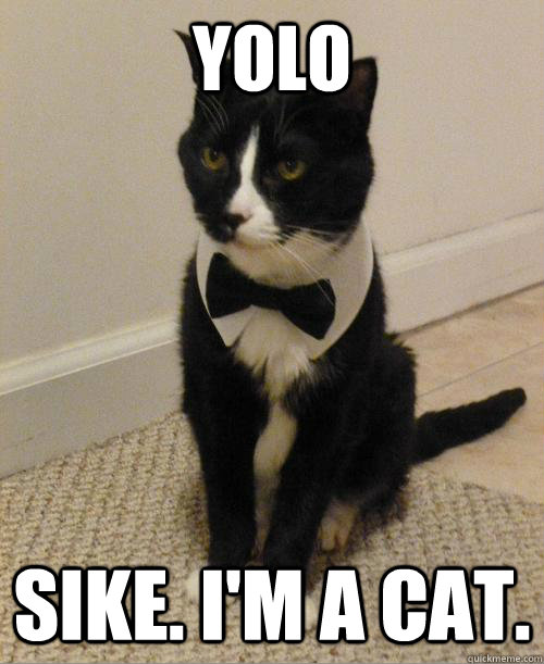 YOLO Sike. I'm a cat. - YOLO Sike. I'm a cat.  007 Cat
