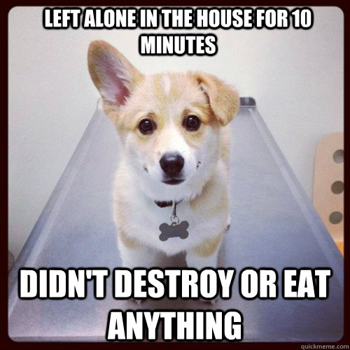 Left alone in the house for 10 minutes Didn't destroy or eat anything - Left alone in the house for 10 minutes Didn't destroy or eat anything  Good Guy Dog