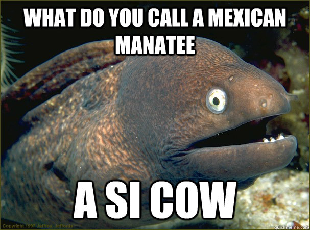 What do you call a Mexican Manatee A si cow  Bad Joke Eel