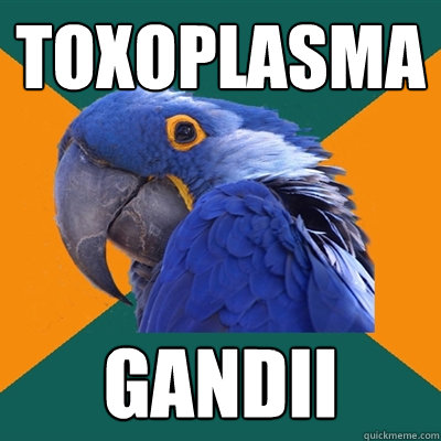 toxoplasma gandii  Paranoid Parrot