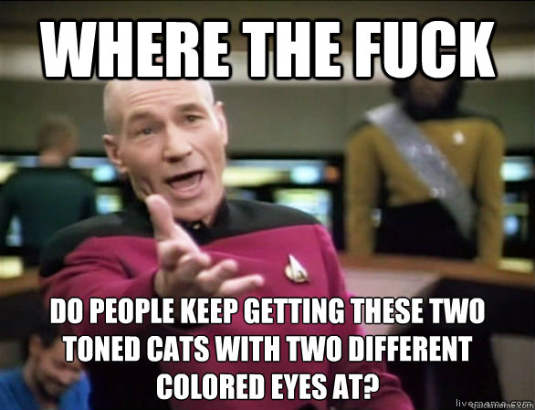 Where the fuck do people keep getting these two toned cats with two different colored eyes at?   Annoyed Picard HD