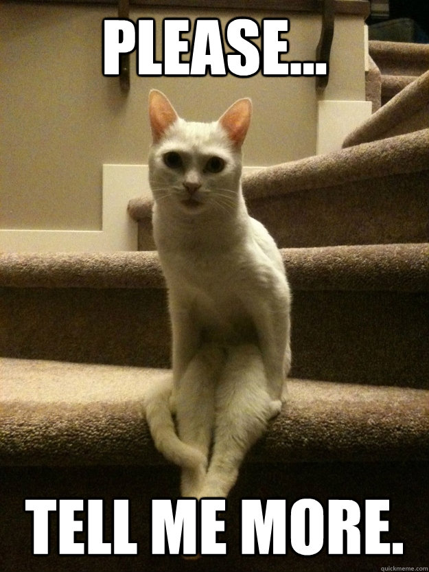 Please... Tell me more.  - Please... Tell me more.   tell me more cat