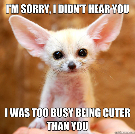 I'm sorry, I didn't hear you I was too busy being cuter than you - I'm sorry, I didn't hear you I was too busy being cuter than you  Scumbag Fennec Fox