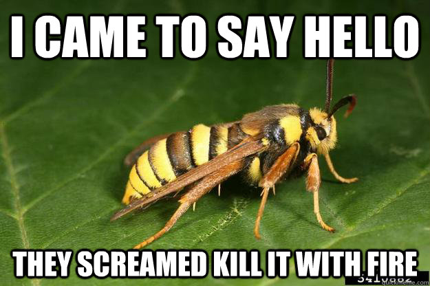I Came to say hello they screamed kill it with fire  Misunderstood Hornet Moth