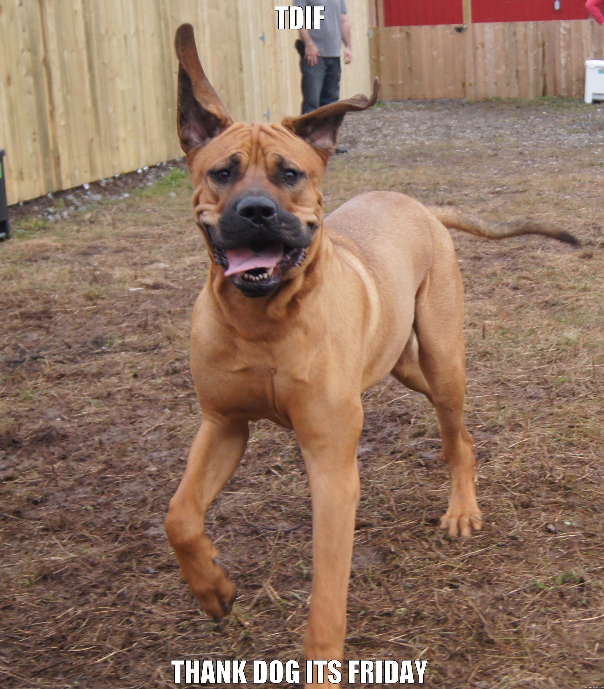 TDIF THANK DOG ITS FRIDAY Misc