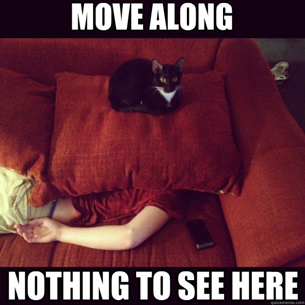 Move Along Nothing to see here  jealous cat