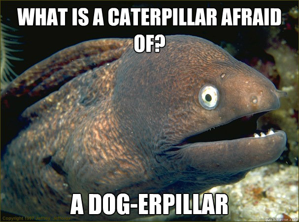What is a caterpillar afraid of? a dog-erpillar - What is a caterpillar afraid of? a dog-erpillar  Bad Joke Eel